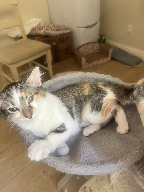 CIDER - Domestic Short Hair / Domestic Short Hair available for adoption