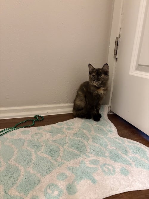 ARCHIE - Domestic Medium Hair / Domestic Short Hair available for adoption