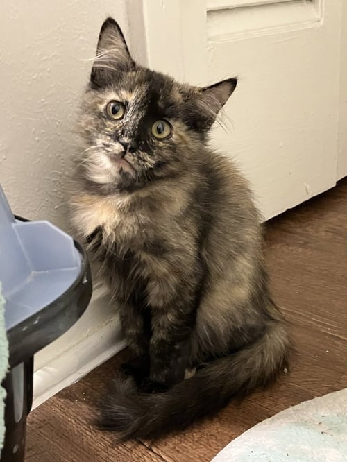 ARCHIE - Domestic Medium Hair / Domestic Short Hair available for adoption
