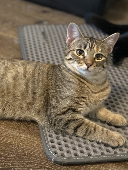 GLITZ - Domestic Short Hair / Domestic Short Hair available for adoption