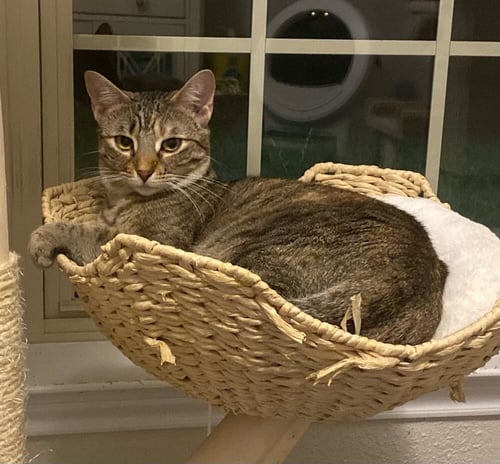 GLITZ - Domestic Short Hair / Domestic Short Hair available for adoption
