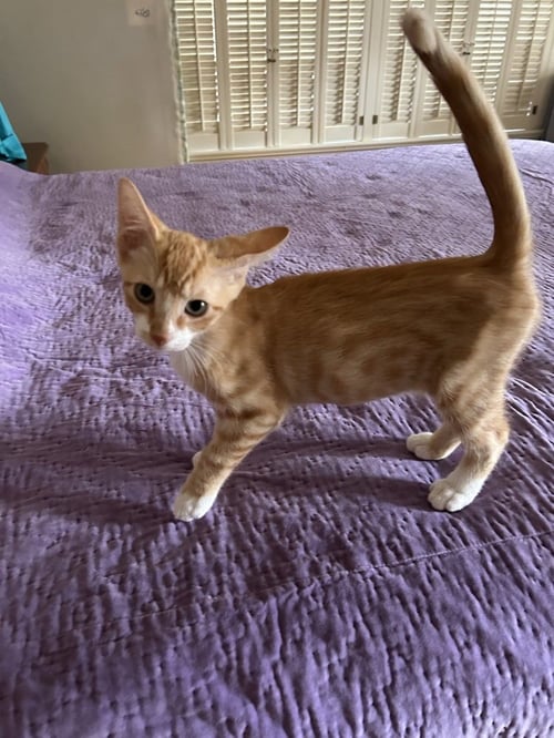 ALBATROSS - Domestic Short Hair / Domestic Short Hair available for adoption