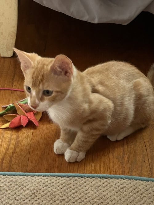 ALBATROSS - Domestic Short Hair / Domestic Short Hair available for adoption