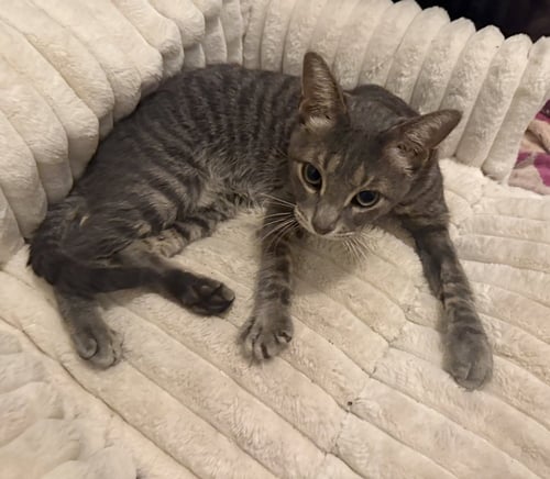 SQUID - Domestic Short Hair / Domestic Short Hair available for adoption