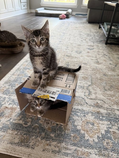 MARSEILLE - Domestic Short Hair / Domestic Short Hair available for adoption