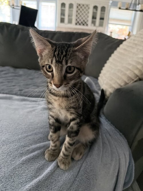 MARSEILLE - Domestic Short Hair / Domestic Short Hair available for adoption