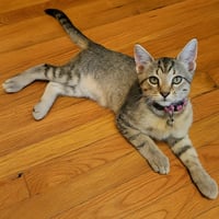 Sugar Ray - Photo 1
