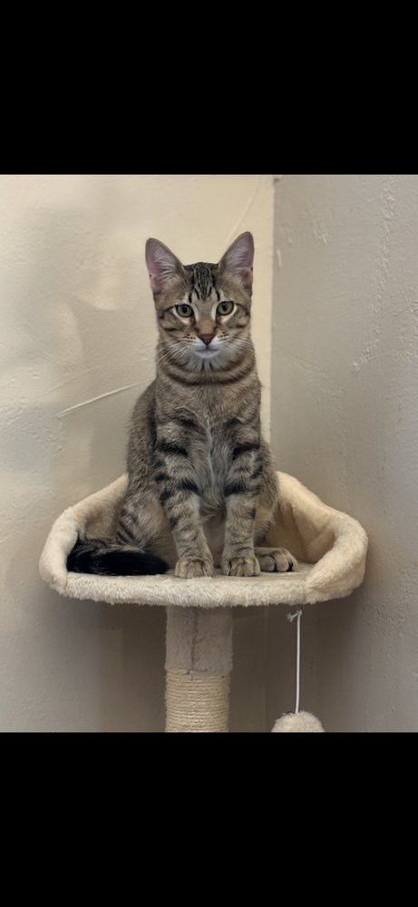 SUGAR RAY - Domestic Short Hair / Domestic Short Hair available for adoption