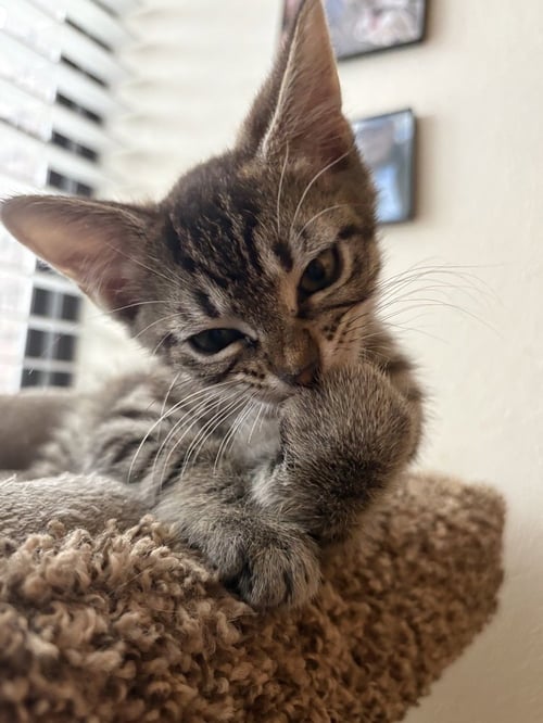 REMY RATATOUILLE - Domestic Short Hair / Domestic Short Hair available for adoption