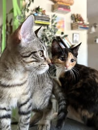 Remy Ratatouille - Photo 4