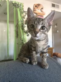 Remy Ratatouille - Photo 3
