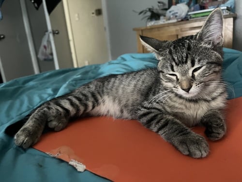 PATRICK STAR - Domestic Short Hair / Domestic Short Hair available for adoption