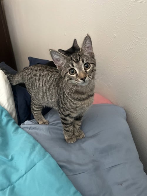 PATRICK STAR - Domestic Short Hair / Domestic Short Hair available for adoption