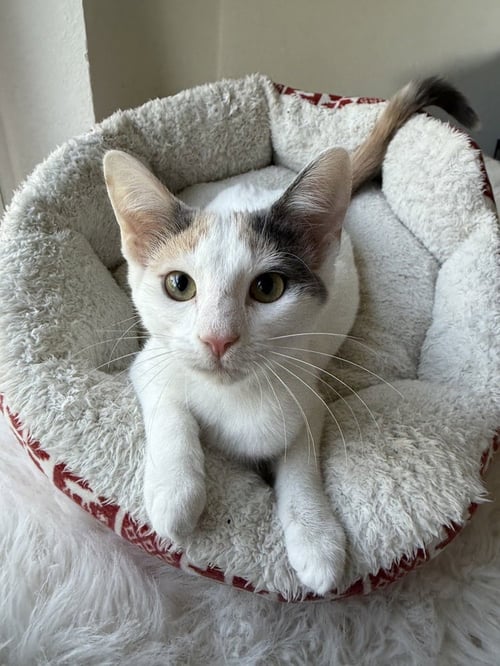 EEVEE - Calico / Domestic Short Hair available for adoption