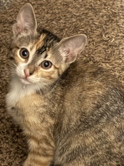 NOSY ROSY - Domestic Short Hair / Calico available for adoption