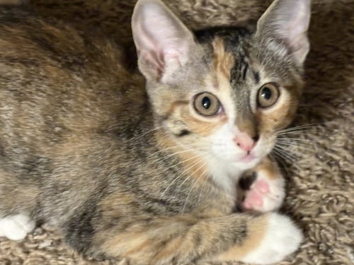 NOSY ROSY - Domestic Short Hair / Calico available for adoption