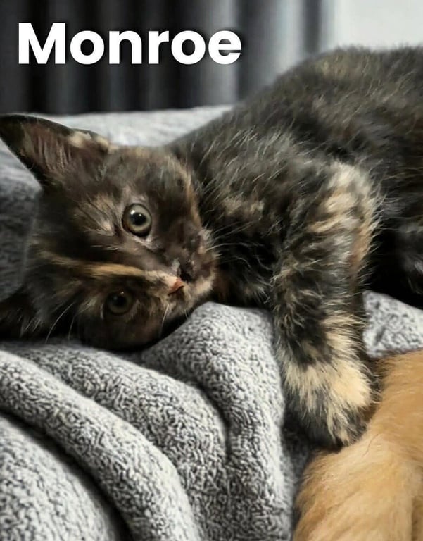 Monroe Image