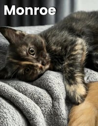Monroe - Photo 1