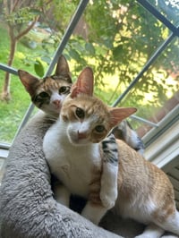 Fig - Photo 2