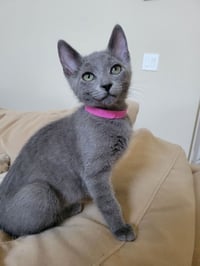 Dusty - Photo 1