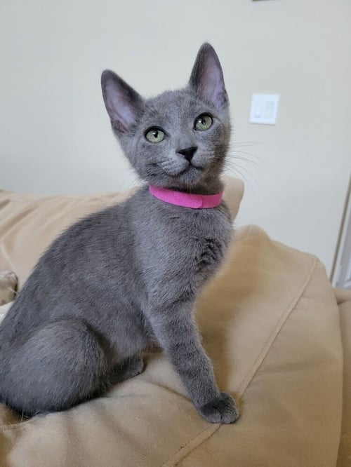 DUSTY - Russian Blue / Domestic Short Hair available for adoption