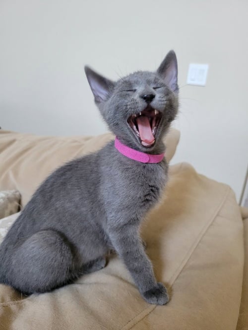 DUSTY - Russian Blue / Domestic Short Hair available for adoption