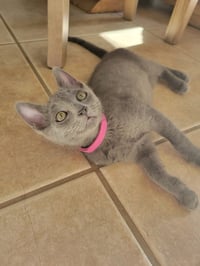 Dusty - Photo 3