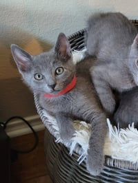 Dusty - Photo 4
