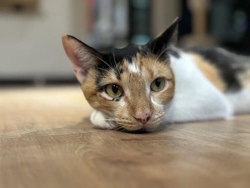 CAMELLIA - Domestic Short Hair / Calico available for adoption