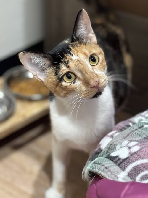 CAMELLIA - Domestic Short Hair / Calico available for adoption