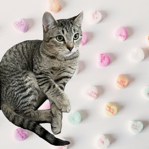 BLOSSOM - Domestic Short Hair / Domestic Short Hair available for adoption