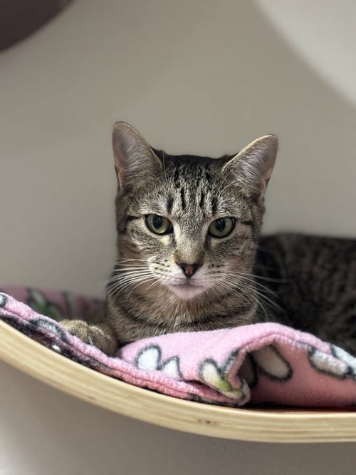 BLOSSOM - Domestic Short Hair / Domestic Short Hair available for adoption