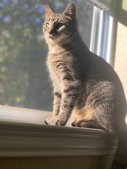 GRAY-K - Domestic Short Hair / Domestic Short Hair available for adoption