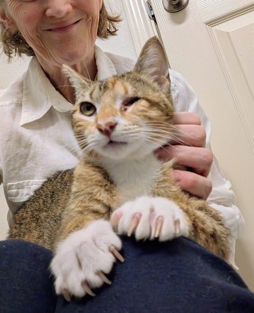 ALMA - Domestic Short Hair / Domestic Short Hair available for adoption