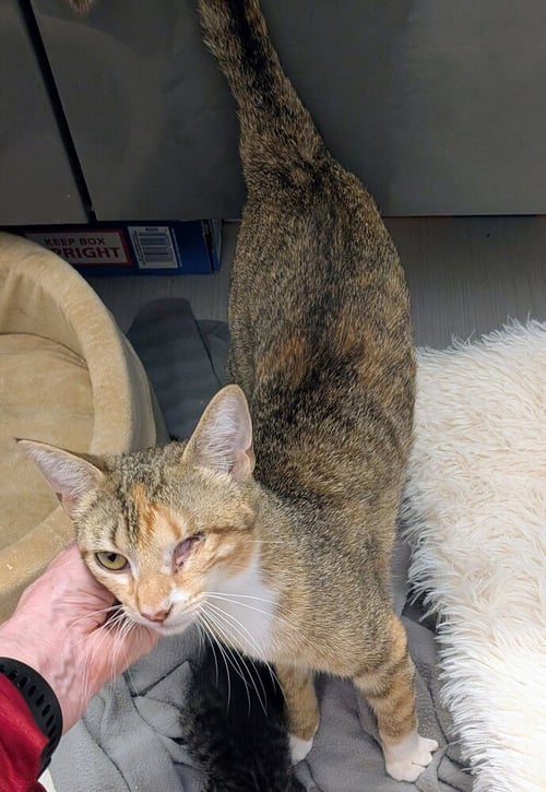 ALMA - Domestic Short Hair / Domestic Short Hair available for adoption