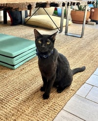 CleoCATra - Photo 1