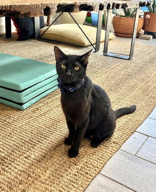 CLEOCATRA - Domestic Short Hair / Domestic Short Hair available for adoption