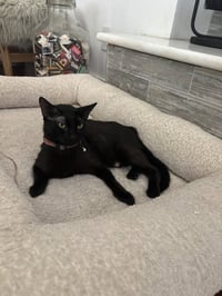 CleoCATra - Photo 2