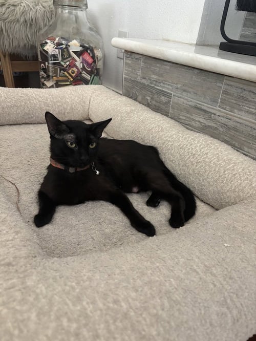 CLEOCATRA - Domestic Short Hair / Domestic Short Hair available for adoption