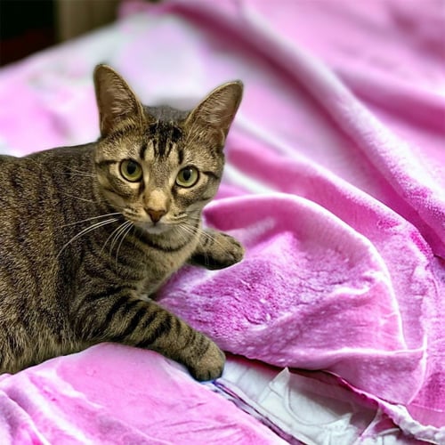 MAXI - Domestic Short Hair / Domestic Short Hair available for adoption