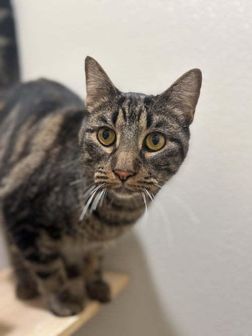 POLLY PAWKET - Domestic Short Hair / Domestic Short Hair available for adoption