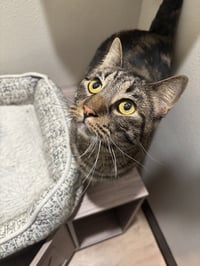 Polly Pawket - Photo 1
