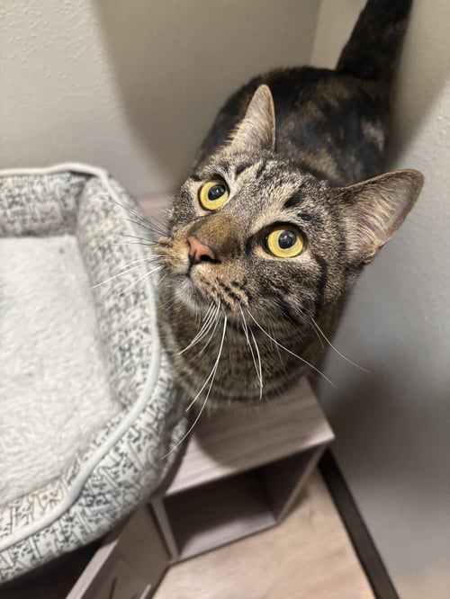 POLLY PAWKET - Domestic Short Hair / Domestic Short Hair available for adoption