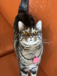 Polly Pawket - Photo 2