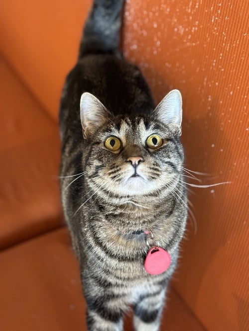 POLLY PAWKET - Domestic Short Hair / Domestic Short Hair available for adoption