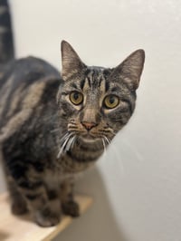 Polly Pawket - Photo 3