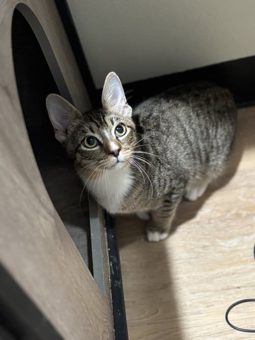 TURD FERGUSON - Domestic Short Hair / Domestic Short Hair available for adoption