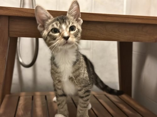 TURD FERGUSON - Domestic Short Hair / Domestic Short Hair available for adoption