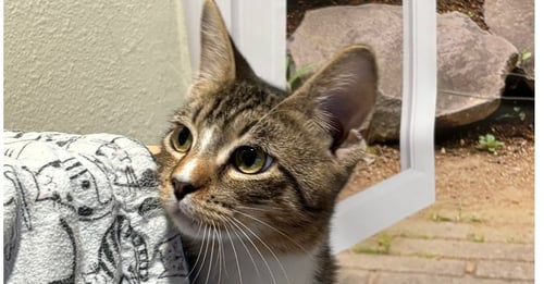 TURD FERGUSON - Domestic Short Hair / Domestic Short Hair available for adoption