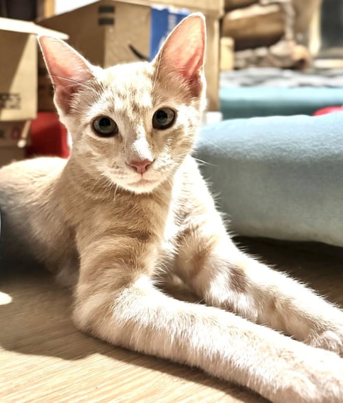 BENDER BUFF - Domestic Short Hair / Domestic Short Hair available for adoption